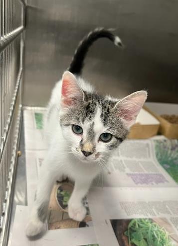 Shelter Stray Male Cat last seen CHARLOTTE, 8315 Byrum Dr, Charlotte, NC 28217, USA