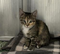 Shelter Stray Female Cat last seen CHARLOTTE, 8315 Byrum Dr, Charlotte, NC 28217, USA