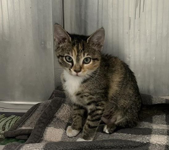 Shelter Stray Female Cat last seen CHARLOTTE, 8315 Byrum Dr, Charlotte, NC 28217, USA