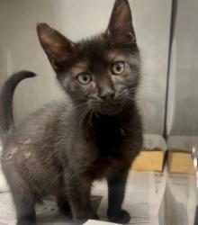 Shelter Stray Male Cat last seen CHARLOTTE, 8315 Byrum Dr, Charlotte, NC 28217, USA