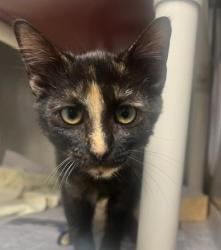 Shelter Stray Female Cat last seen CHARLOTTE, 8315 Byrum Dr, Charlotte, NC 28217, USA