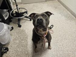 Shelter Stray Female Dog last seen Near BLOCK CORONADO RD, PUEBLO CO 81003, 4600 Eagleridge Pl, Pueblo, CO 81008, USA