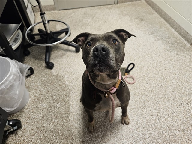 Shelter Stray Female Dog last seen Near BLOCK CORONADO RD, PUEBLO CO 81003, 4600 Eagleridge Pl, Pueblo, CO 81008, USA