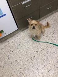 Shelter Stray Male Dog last seen Near BLK BIRCH ST, 12155 Park Blvd, Brighton, CO 80601, USA
