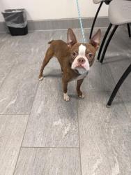 Shelter Stray Male Dog last seen DANDELION CAFE, 2080 S Quebec St, Denver, CO 80231, USA