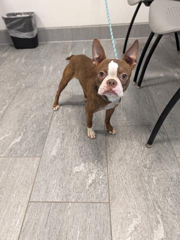 Shelter Stray Male Dog last seen DANDELION CAFE, 2080 S Quebec St, Denver, CO 80231, USA