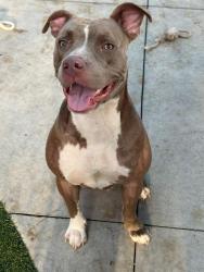 Shelter Stray Female Dog last seen Near BLOCK NW 77TH ST, 3599 NW 79th Ave, Doral, FL 33122, USA