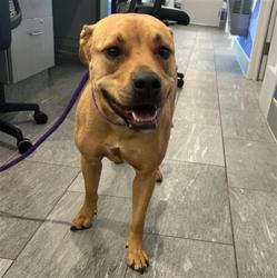Shelter Stray Female Dog last seen Near BLOCK S CHERRY WAY, DENVER CO 80222, 2080 S Quebec St, Denver, CO 80231, USA