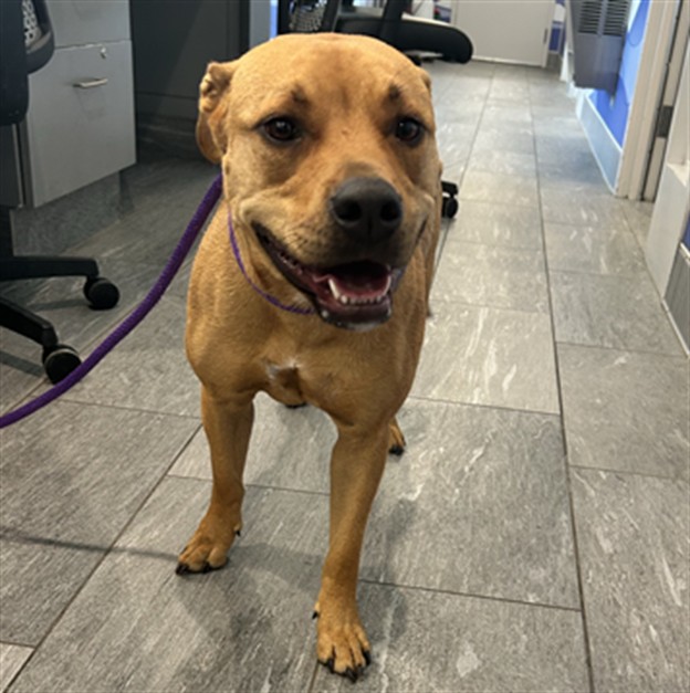 Shelter Stray Female Dog last seen Near BLOCK S CHERRY WAY, DENVER CO 80222, 2080 S Quebec St, Denver, CO 80231, USA