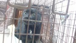 Shelter Stray Male Cat last seen Near BLOCK RIDGEWOOD RD, 3599 NW 79th Ave, Doral, FL 33122, USA