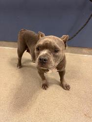Shelter Stray Female Dog last seen Near BLOCK NW 35TH CT, 3599 NW 79th Ave, Doral, FL 33122, USA