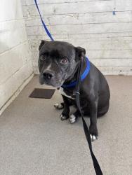 Shelter Stray Female Dog last seen NW WASH OFF OF BASELINE X VICTORIA, 333 Chandler Pl, San Bernardino, CA 92408, USA