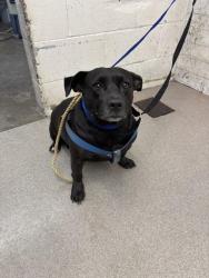 Shelter Stray Female Dog last seen NW WASH OFF OF BASELINE X VICTORIA, 333 Chandler Pl, San Bernardino, CA 92408, USA