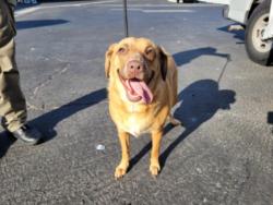 Shelter Stray Female Dog last seen , 3201 Lacy St, Los Angeles, CA 90031, USA