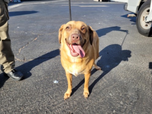 Shelter Stray Female Dog last seen , 3201 Lacy St, Los Angeles, CA 90031, USA