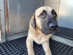 Shelter Stray Male Dog last seen , 3201 Lacy St, Los Angeles, CA 90031, USA