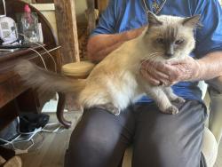 Lost Female Cat last seen Blue Ridge Blvd./Stateline Roadnear Blue hills country club golf course, Kansas City, MO 64145