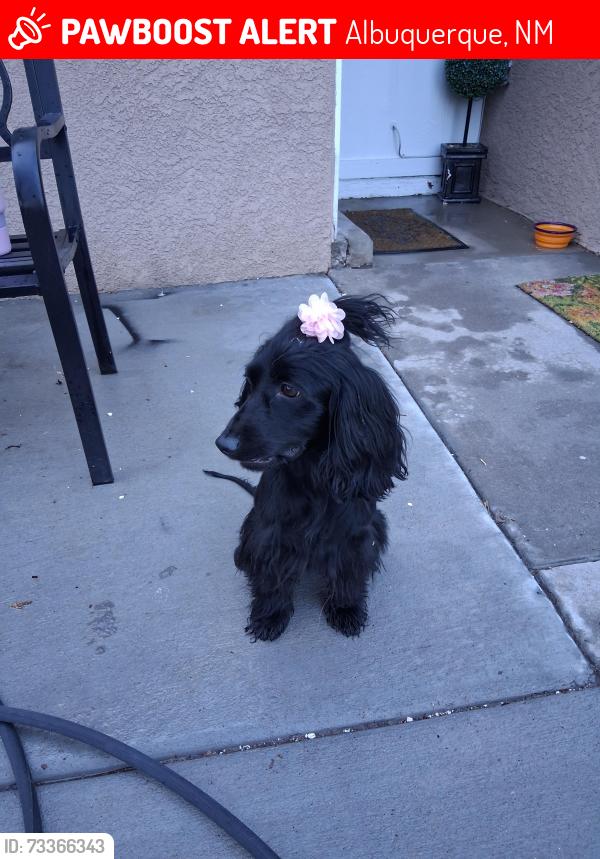 Lost Female Dog last seen Western skies, Albuquerque, NM 87123