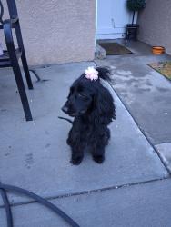 Lost Female Dog last seen Western skies, Albuquerque, NM 87123