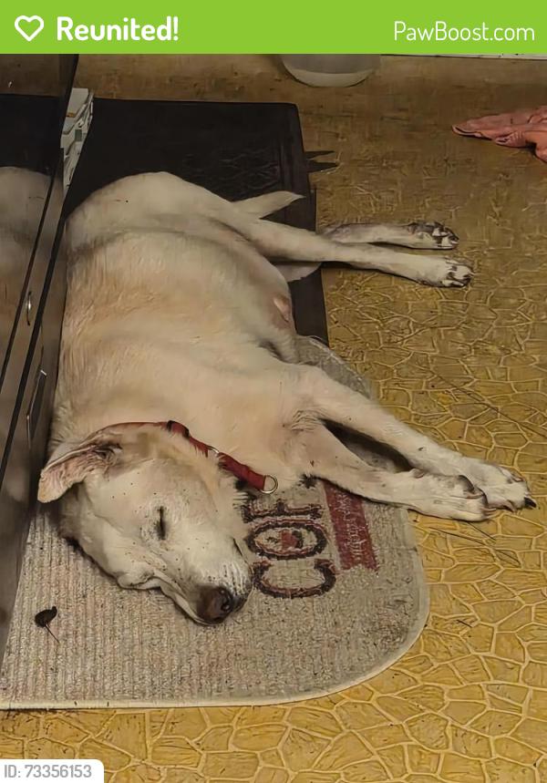 Reunited Female Dog last seen Woodlawn and Old Brownsville, Bartlett, TN 38134