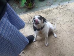 Shelter Stray Female Dog last seen Near BLOCK N DIXIE HWY, FORT LAUDERDALE FL 33305, 2400 SW 42nd St, Fort Lauderdale, FL 33312, USA