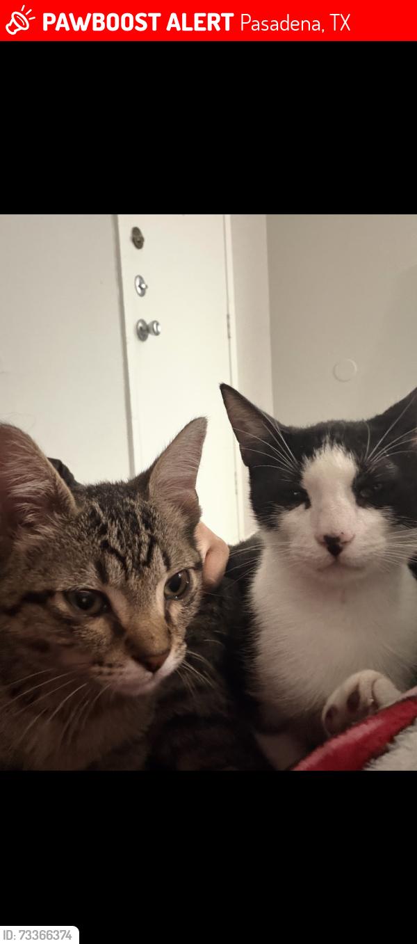 Lost Male Cat last seen Strawberry, Pasadena, TX 77502