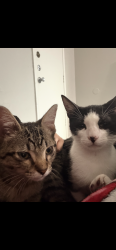 Lost Male Cat last seen Strawberry, Pasadena, TX 77502