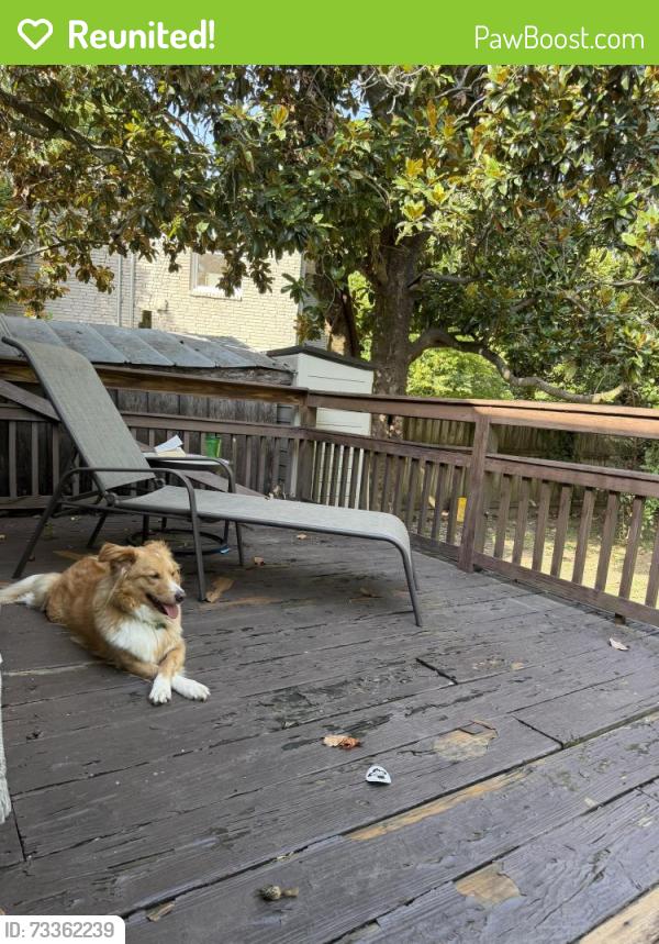 Reunited Female Dog last seen belmont blvd and lincoln, Nashville, TN 37204