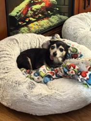 Reunited Female Dog last seen Oakdale, Oakhill, Monte Vista, Candler, NC 28715