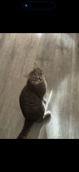 Lost Male Cat last seen Coraline pl, Chatsworth st, Los Angeles, CA 91311