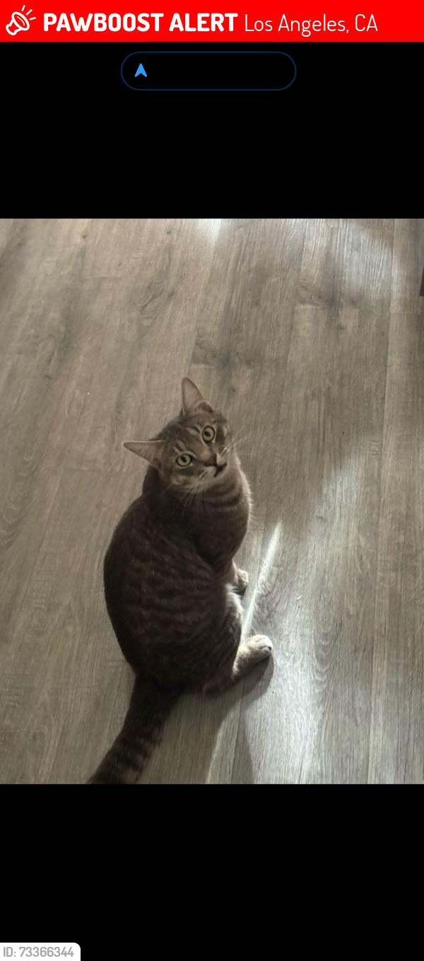 Lost Male Cat last seen Coraline pl, Chatsworth st, Los Angeles, CA 91311