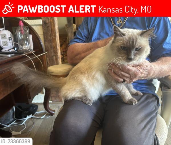 Lost Female Cat last seen Blue Ridge Blvd./state line Road/ near Blue Hills Country Club golf course, Kansas City, MO 64145