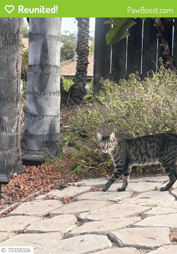 Reunited Unknown Cat last seen Autumn Dr., Oceanside, CA 92056