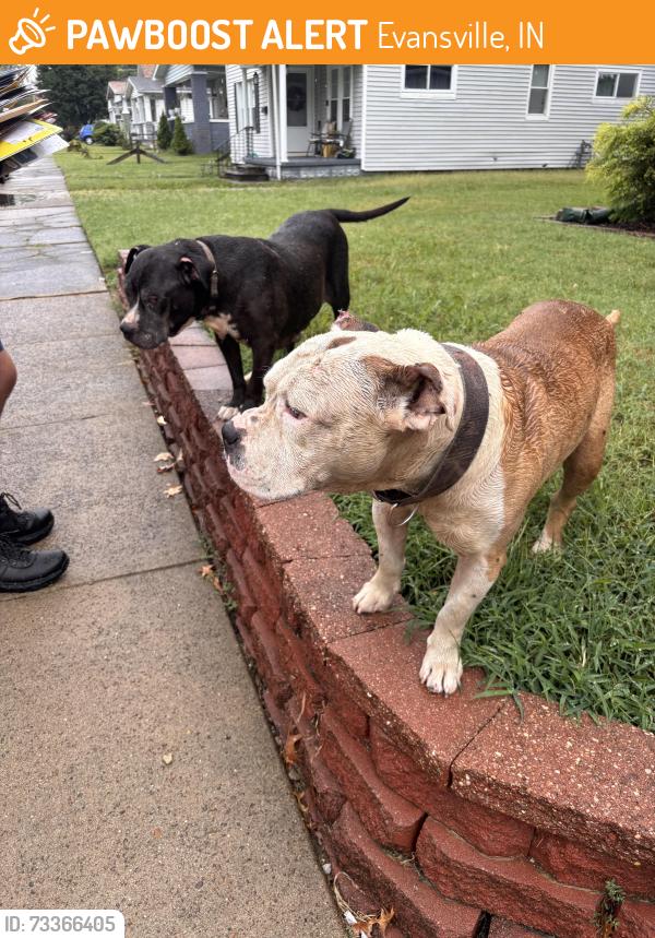 Found/Stray Male Dog last seen Marshall and Monroe, Evansville, IN 47714