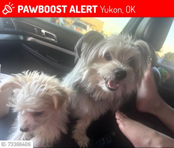 Lost Male Dog last seen Czech Hall Rd. and Reno Ave- Westgate Village, Yukon, OK 73099