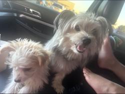 Lost Male Dog last seen Czech Hall Rd. and Reno Ave- Westgate Village, Yukon, OK 73099