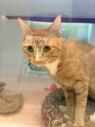 Shelter Stray Male Cat last seen Falls Church VA, 22044, PatrickHenryDr & WillstonD, Fairfax County, VA, 4500 West Ox Rd, Fairfax, VA 22030, USA
