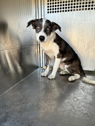 Shelter Stray Female Dog last seen Near E Ripy St, South District, TX, 355 Hillshire Dr, Haslet, TX 76052, USA