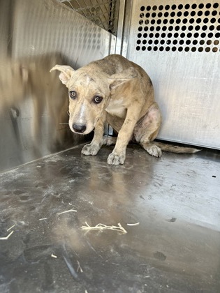Shelter Stray Female Dog last seen Near E Ripy St, South District, TX, 355 Hillshire Dr, Haslet, TX 76052, USA