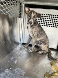 Shelter Stray Male Dog last seen Near E Ripy St, South District, TX, 355 Hillshire Dr, Haslet, TX 76052, USA