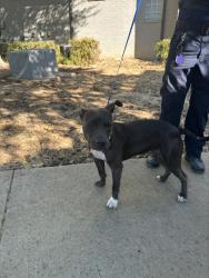 Shelter Stray Female Dog last seen Near SANDSHELL CIR, North District, TX, 355 Hillshire Dr, Haslet, TX 76052, USA