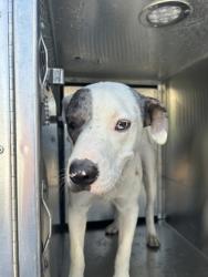 Shelter Stray Male Dog last seen Near MARINE CT W, North District,, 355 Hillshire Dr, Haslet, TX 76052, USA