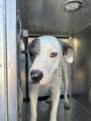 Shelter Stray Male Dog last seen Near MARINE CT W, North District,, 355 Hillshire Dr, Haslet, TX 76052, USA