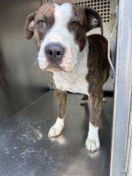 Shelter Stray Male Dog last seen Near MARINE CT W, North District,, 355 Hillshire Dr, Haslet, TX 76052, USA