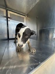 Shelter Stray Female Dog last seen E Biddison St, South District,, 355 Hillshire Dr, Haslet, TX 76052, USA