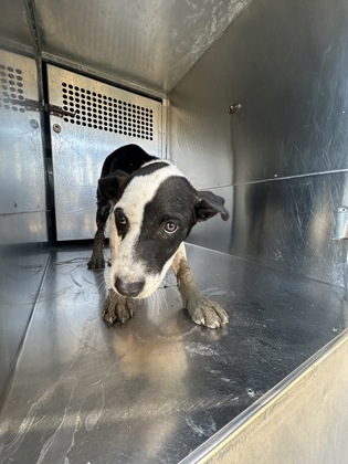 Shelter Stray Female Dog last seen E Biddison St, South District,, 355 Hillshire Dr, Haslet, TX 76052, USA