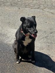 Found/Stray Female Dog last seen Pickett St, Greenville, SC 29609