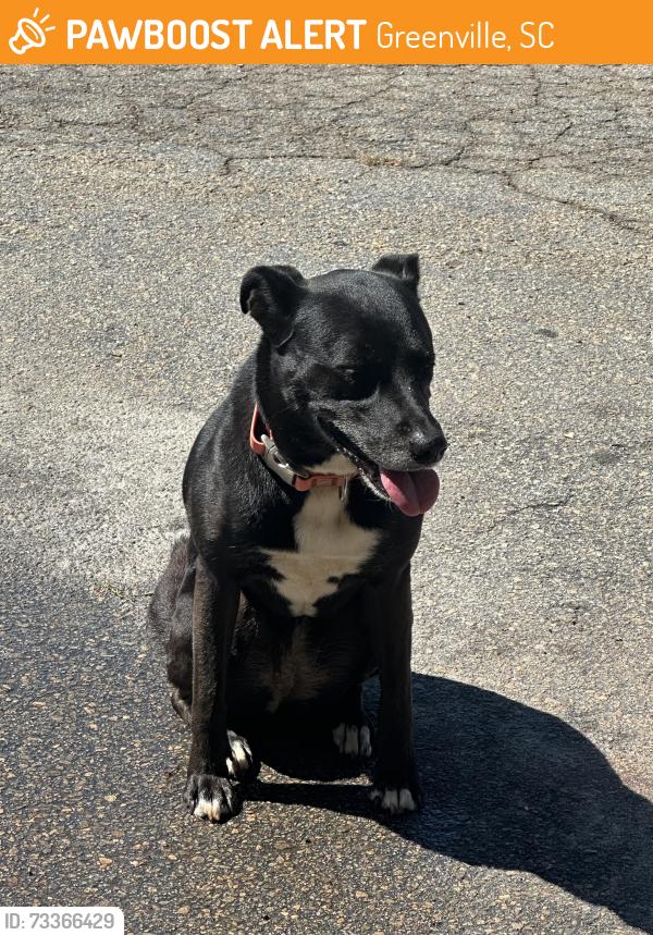 Found/Stray Female Dog last seen Pickett St, Greenville, SC 29609