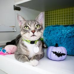 Reunited Female Cat last seen Near Michigan ests & Feric Rd E, St. Cloud, FL 34769
