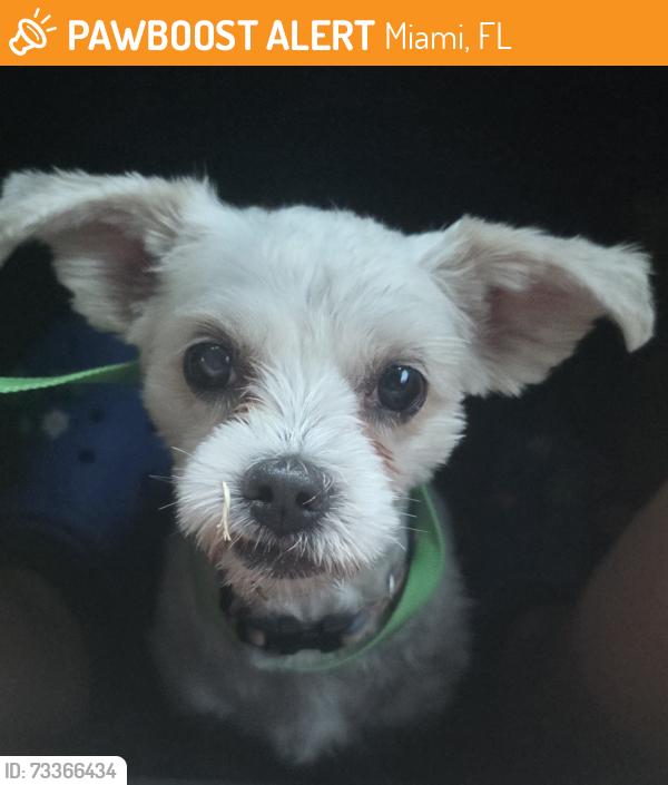 Found/Stray Male Dog last seen Camp Matecumbe, Miami, FL 33186